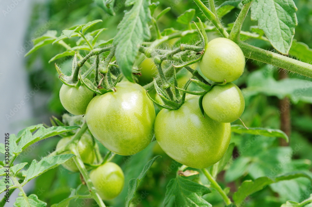 Green tomatoes on a branch close up Green tomatoes on a branch close up