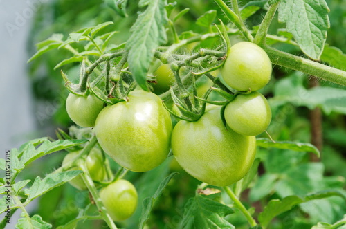 Wallpaper Mural Green tomatoes on a branch close up Torontodigital.ca