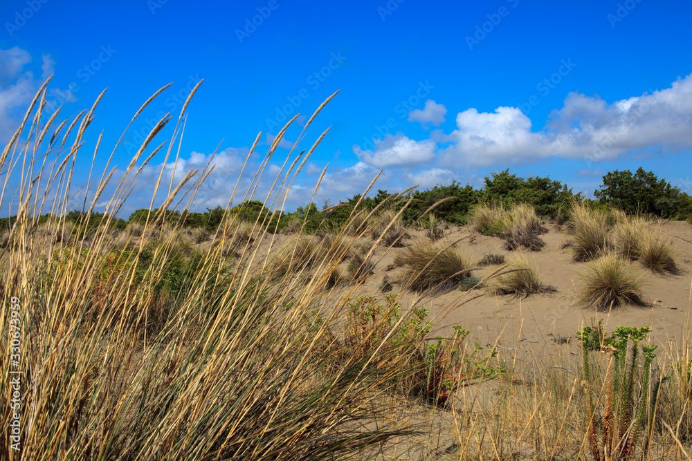 Alberese (GR), Italy - June 10, 2017: The beach in Uccellina Natural Reserve, Alberese, Grosseto, Tuscany, Italy, Europe Alberese (GR), Italy - June 10, 2017: The beach in Uccellina Natural Reserve, Alberese, Grosseto, Tuscany, Italy, Europe