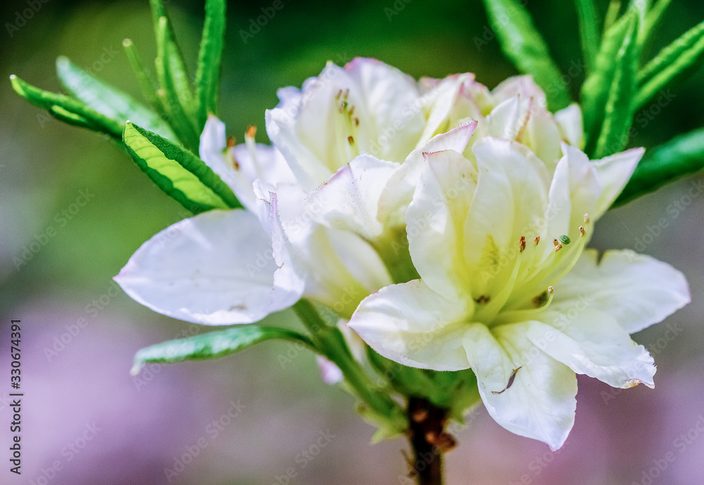 Close up of single white rhodedendron flower in the Norfolk countryside Close up of single white rhodedendron flower in the Norfolk countryside