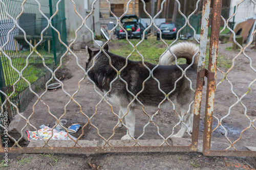 City Riga, Latvia. The dog stands behind the fence and protects the house.