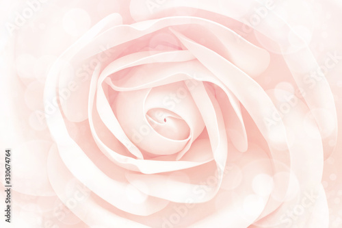 A bud of a gentle light pink rose close-up in soft pastel colors. Romantic floral background with bokeh  delicate flower head for design cards for weddings  love.