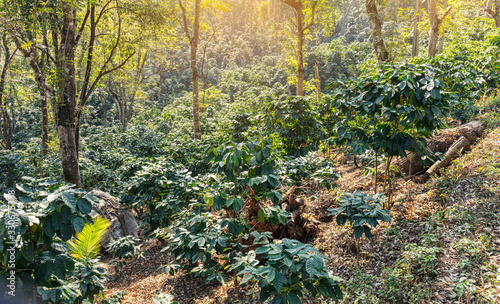 Group of fresh arabica coffee tree growing under the tree shade at plantation