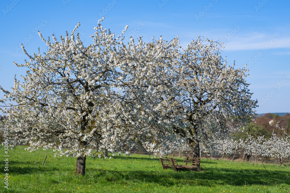 Blühende Kirschbäume in der Fränkischen Schweiz/Deutschland