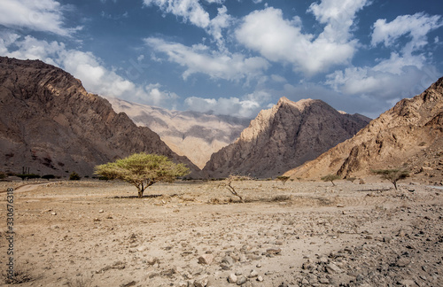 A Ghaf tree in beautiful Vally. The national tree of the UAE