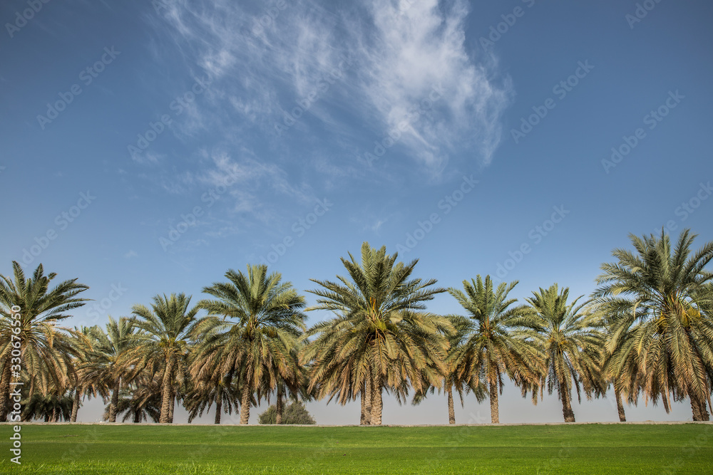 Palm trees in the background with a blue sky