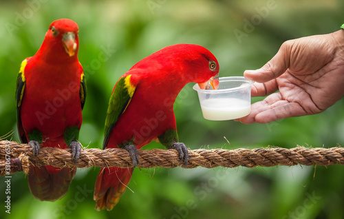 Feeding red parrot in Kuala Lumpur Bird Park