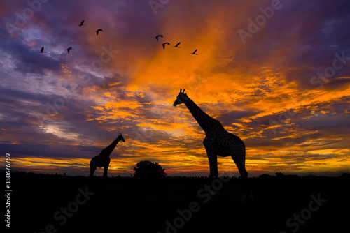 Silhouette giraffe standing in safari and flock of bird in the sky with sun twilight sky background.
