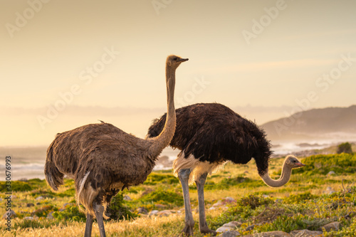 Ostrich walk for living on field at seaside : Cape of good hope , South africa