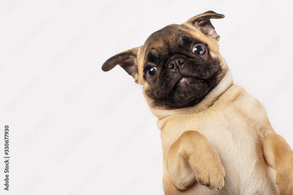 Pug puppy on a white background