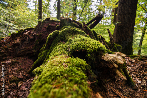 Autumn in Europe. Wonderful autumn forests, colourful leaves, berries, mushrooms and landscapes. 