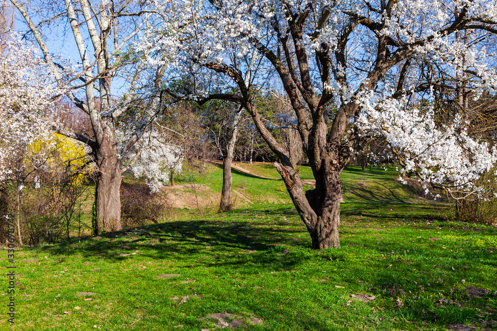 Fototapeta premium Lawn and blooming cherries in the park.