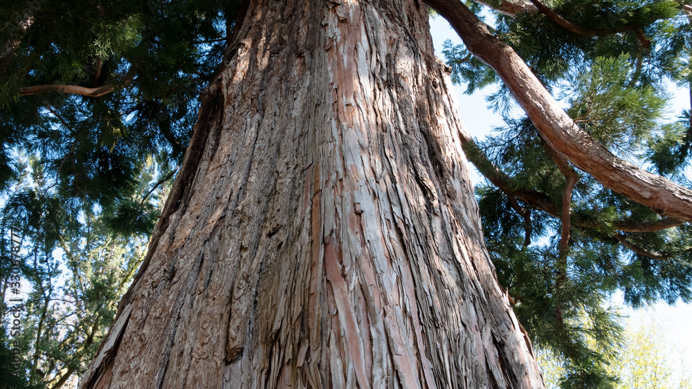 Sequoiadendron giganteum