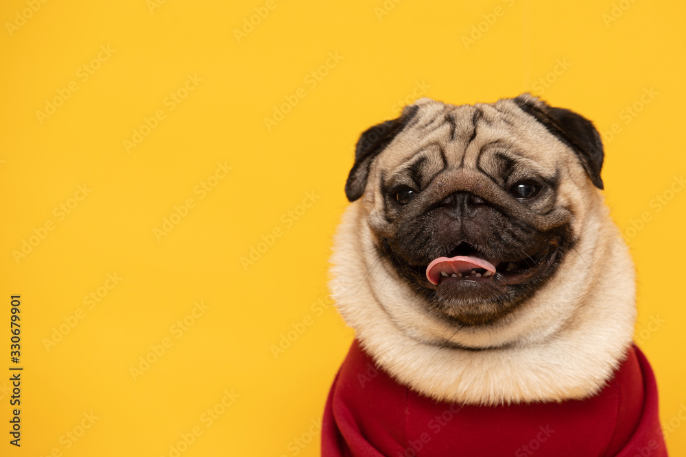 Happy Dog smile on yellow background,Cute Puppy pug breed happiness ready for summer,Purebred Dog Concept
