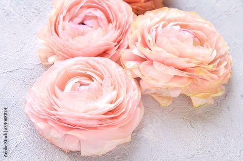 Beautiful delicate heads of ranunculus on cement background, selective focus. Tender pastel roses flowers, copy space. Spring flowers on grunge backdrop.