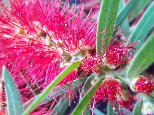 Close up image of Callistemon Speciosus flower. Flower of gray bottlebrush tree. photo