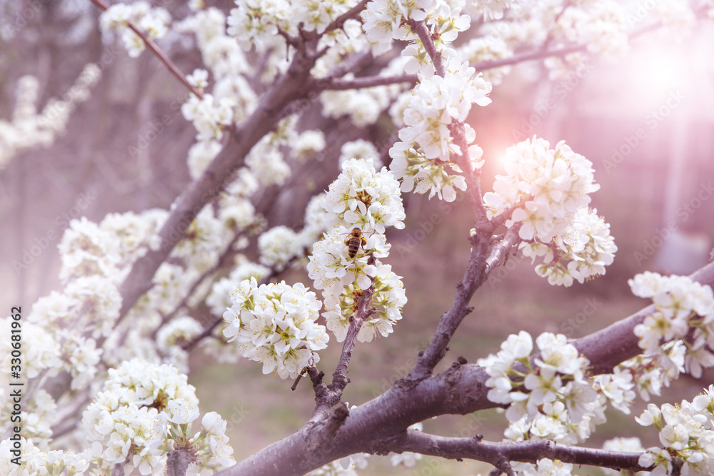 Blooming gardens and trees in spring. Plum blossoms are beautiful white flowers, pollinated by bees. Delicate clusters of flowers in the pink rays of the rising sun.