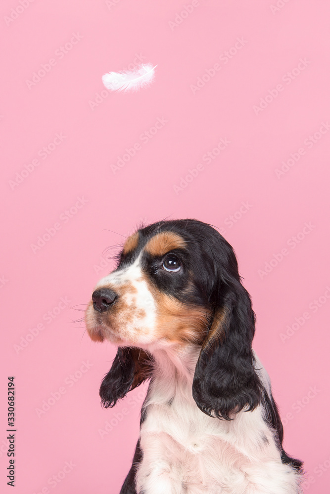 Portrait of a cute cocker spaniel puppy looking up at a flying feather on a pink background