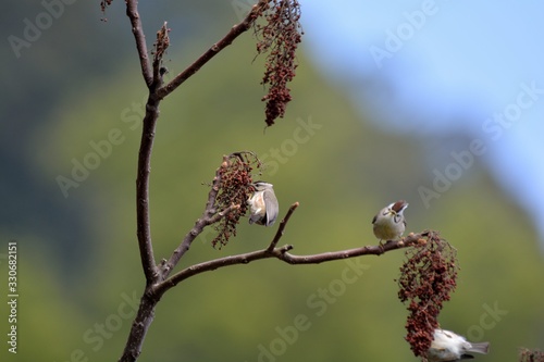 Crowned thrush bird (Yuhina brunneiceps) is endemic to Taiwan photo