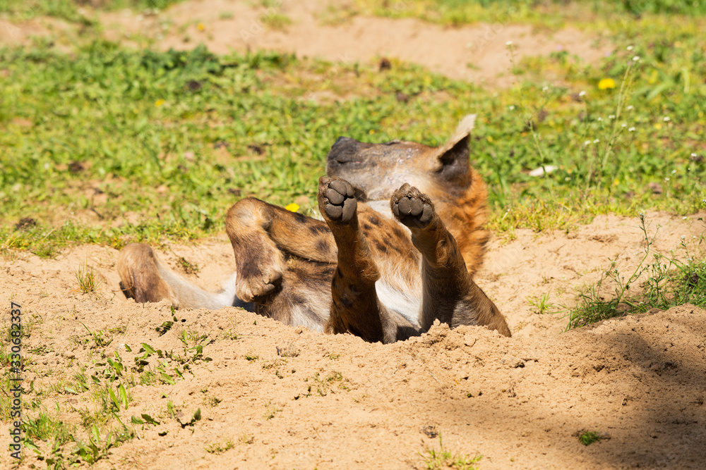 Fototapeta premium Hyena lying on its back with paws up in a sand pit enjoying the sun being lazy