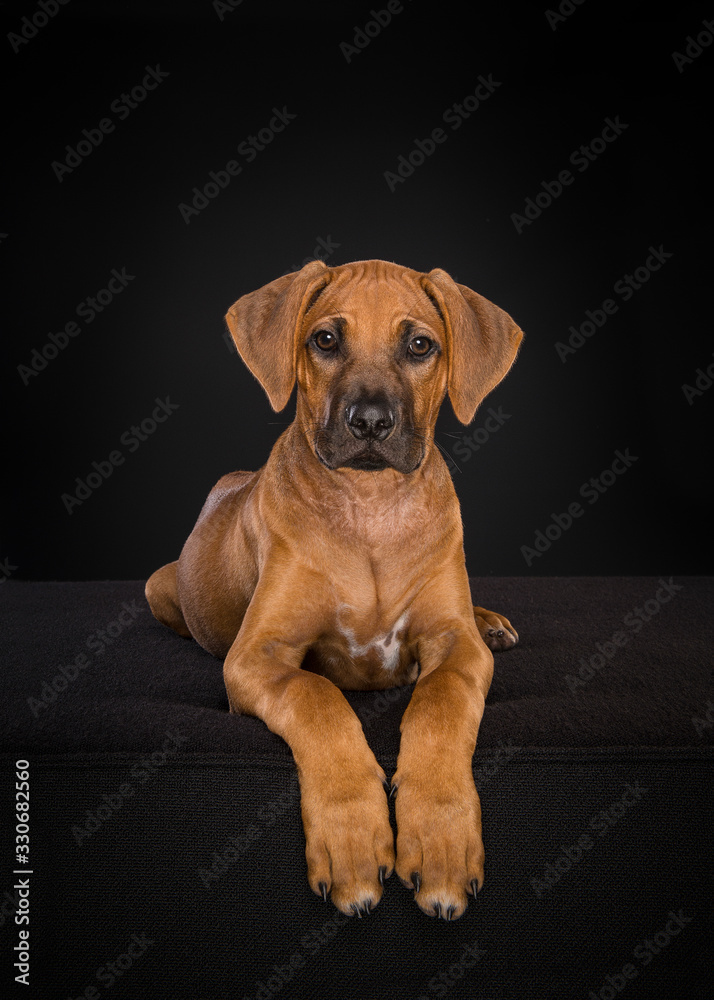 Rhodesian Ridgeback puppy looking at the camera lying down at a black background in a vertical image Rhodesian Ridgeback puppy looking at the camera lying down at a black background in a vertical image