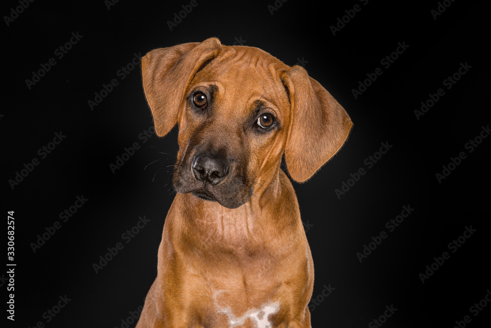 Portrait of a Rhodesian Ridgeback puppy looking at the camera at a black background