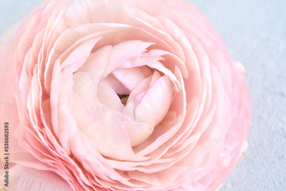 Pastel ranunculus close up, selective focus. Beautiful pink rose flower with tender blurred petals. Cream rose flower macro 