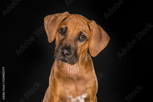 Portrait of a Rhodesian Ridgeback puppy looking at the camera at a black background