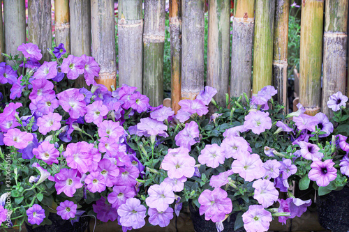 Purple petunia flowers  blooming in garden on bamboo fence wall background photo