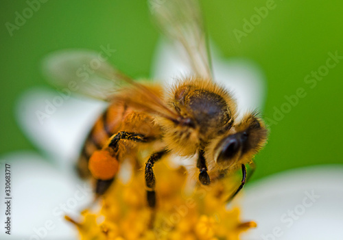close up honey bee on a grass flower