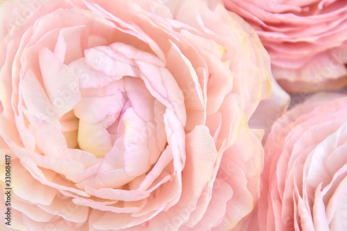 Pastel ranunculus flowers background  selective focus. Pink roses backdrop with tender petals  soft focus. Summertime. Flowers pattern. Ranunculus close up