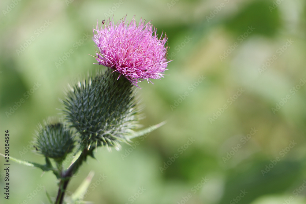 Thistle blooming in a summer meadow Thistle blooming in a summer meadow
