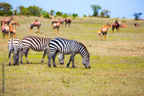 Herd of zebras grazes