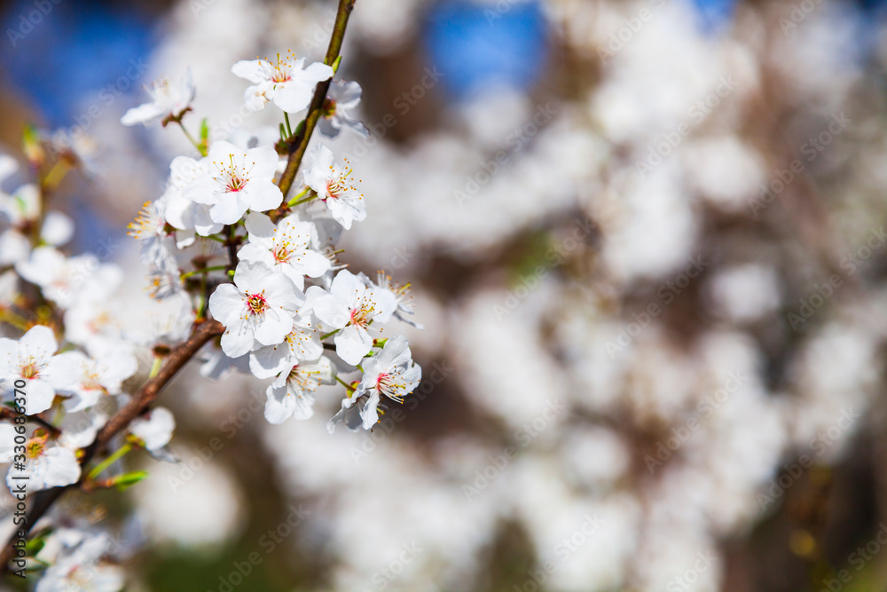 Flowering tree branch in spring. Flowering tree branch in spring.