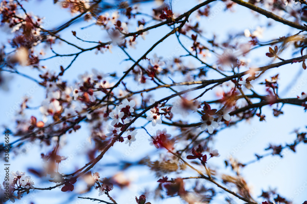 Flowering tree branch in spring. Flowering tree branch in spring.