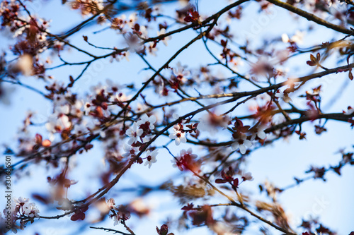 Flowering tree branch in spring.