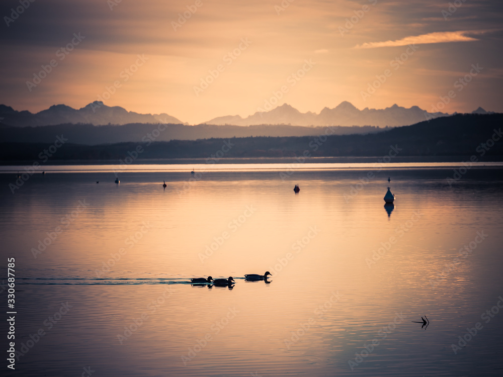 Ducks swimming on lake Ammer during sunset with alps in the background, Bavaria, Germany