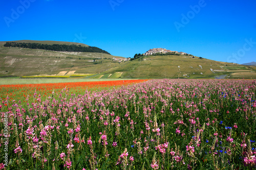 Norcia (PG), Italy - May 25, 2015: The famous spring flowering in the fields around Castelluccio di Norcia, Highland of Castelluccio di Norcia, Norcia, Umbria, Italy, Europe © PaoloGiovanni