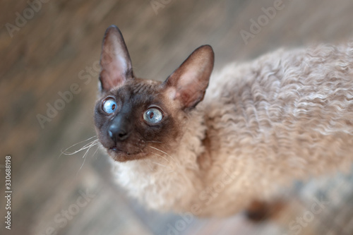 Funny curly cat with blue eyes