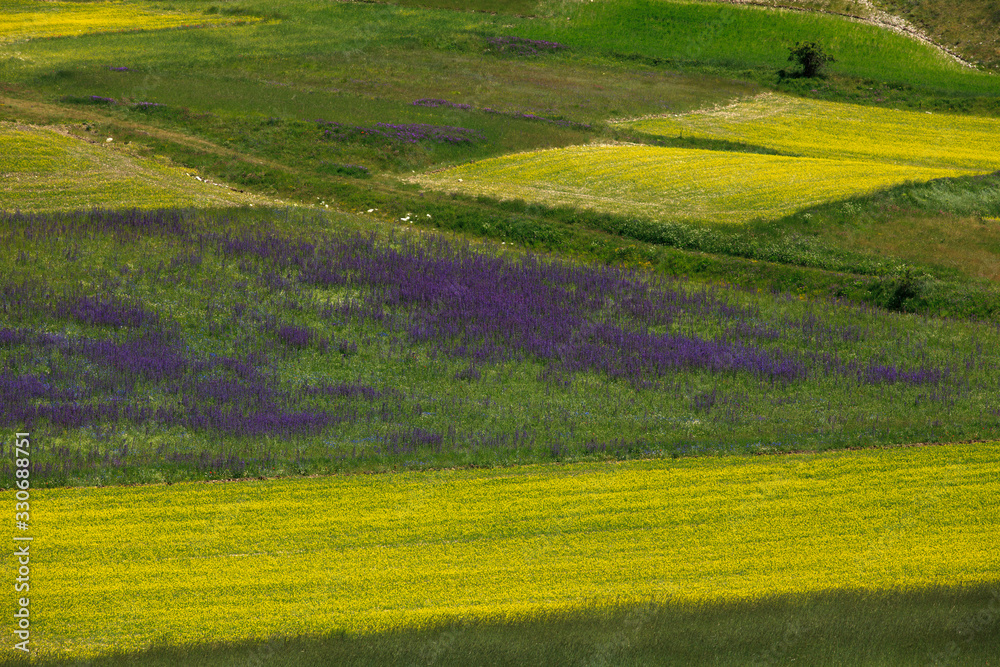 Obraz premium Norcia (PG), Italy - May 25, 2015: The famous spring flowering in the fields around Castelluccio di Norcia, Highland of Castelluccio di Norcia, Norcia, Umbria, Italy, Europe