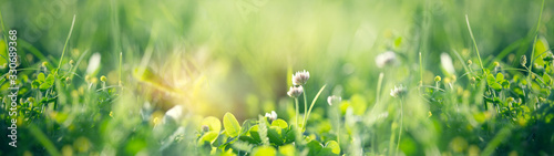 Flowering clover in meadow, spring grass and clover flower lit by sunlight in spring