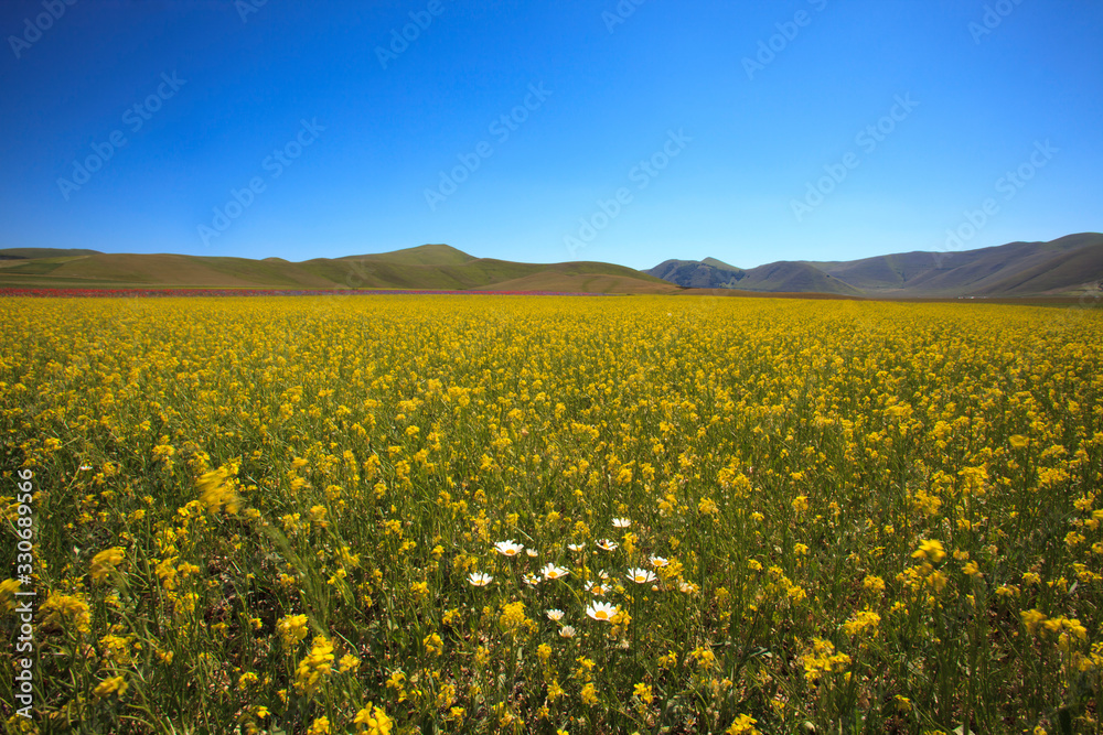 Fototapeta premium Norcia (PG), Italy - May 25, 2015: The famous spring flowering in the fields around Castelluccio di Norcia, Highland of Castelluccio di Norcia, Norcia, Umbria, Italy, Europe