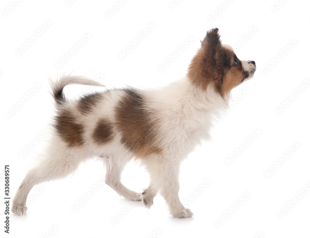 Obraz premium papillon dog in studio