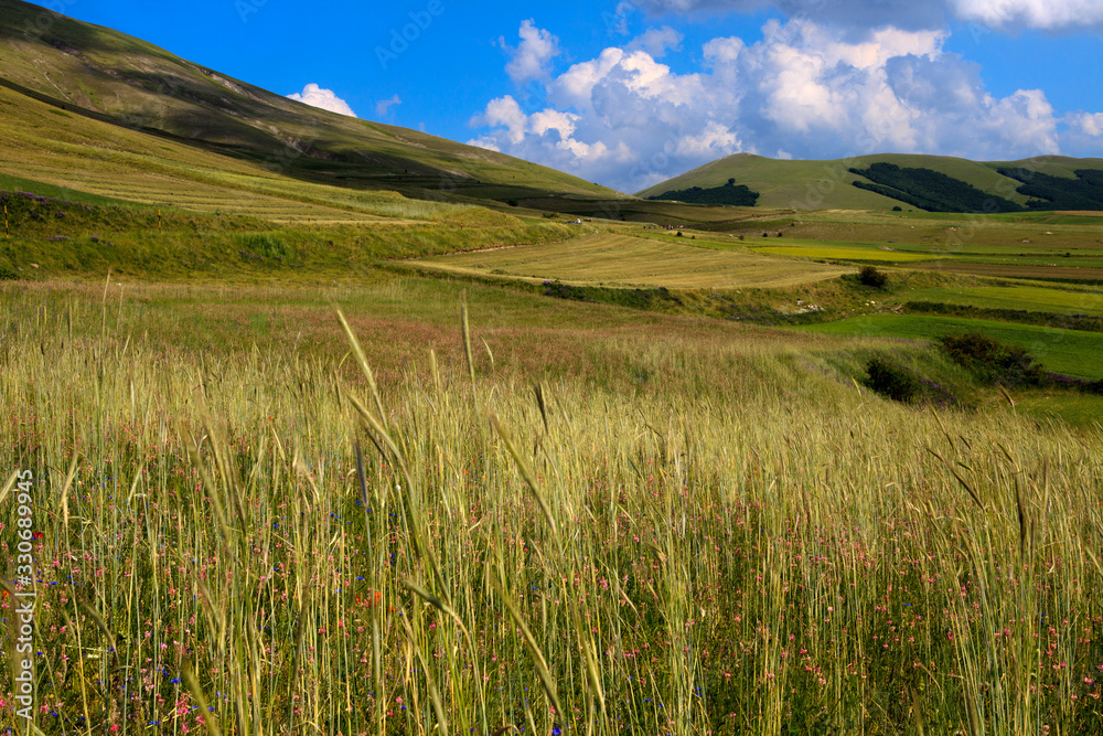 Norcia (PG), Italy - May 25, 2015: The fields around Castelluccio di Norcia, Highland of Castelluccio di Norcia, Norcia, Umbria, Italy, Europe