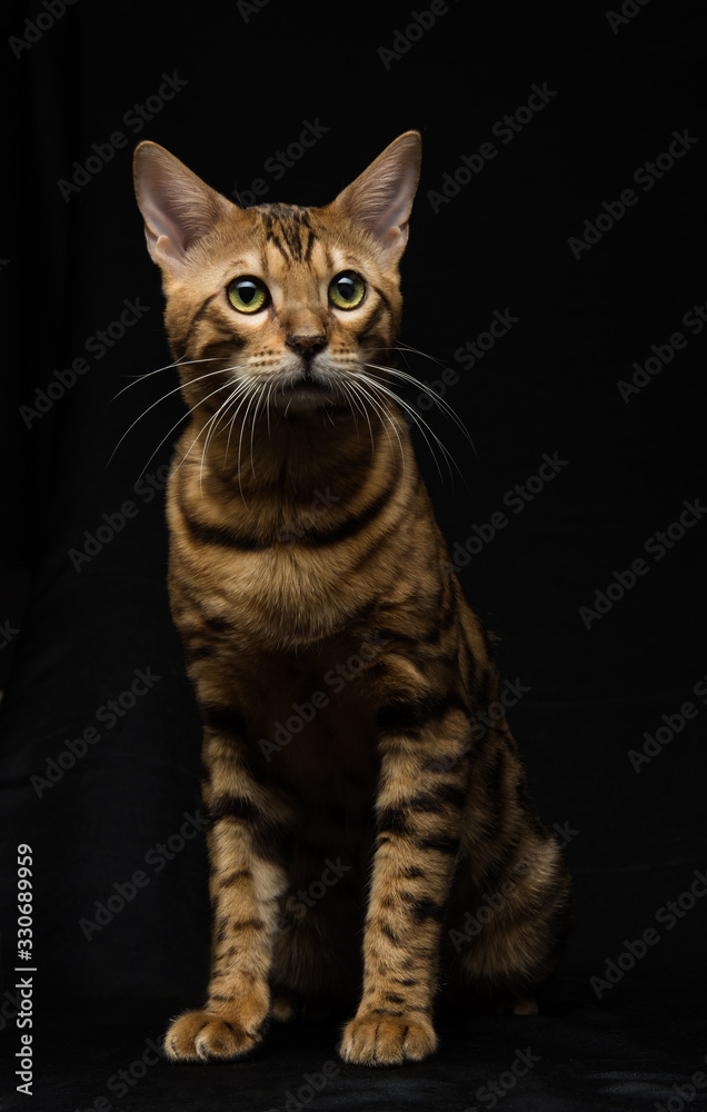 Beautiful young Bengal cat on a black background Beautiful young Bengal cat on a black background
