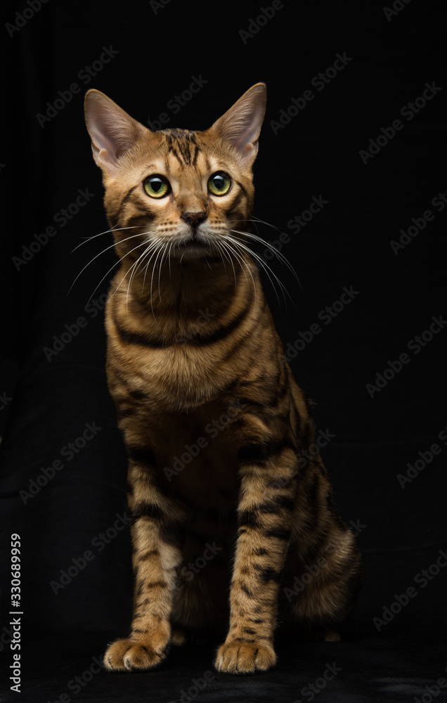 Beautiful young Bengal cat on a black background