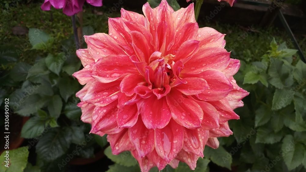 dahlia flower in garden dahlia flower in garden