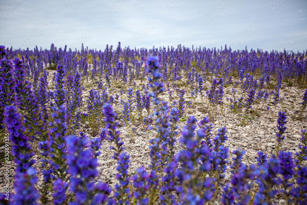 Naklejka premium Summer flowers