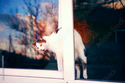 Cat stuck in the window. An open window is dangerous for pets. Take care of your pets! photo