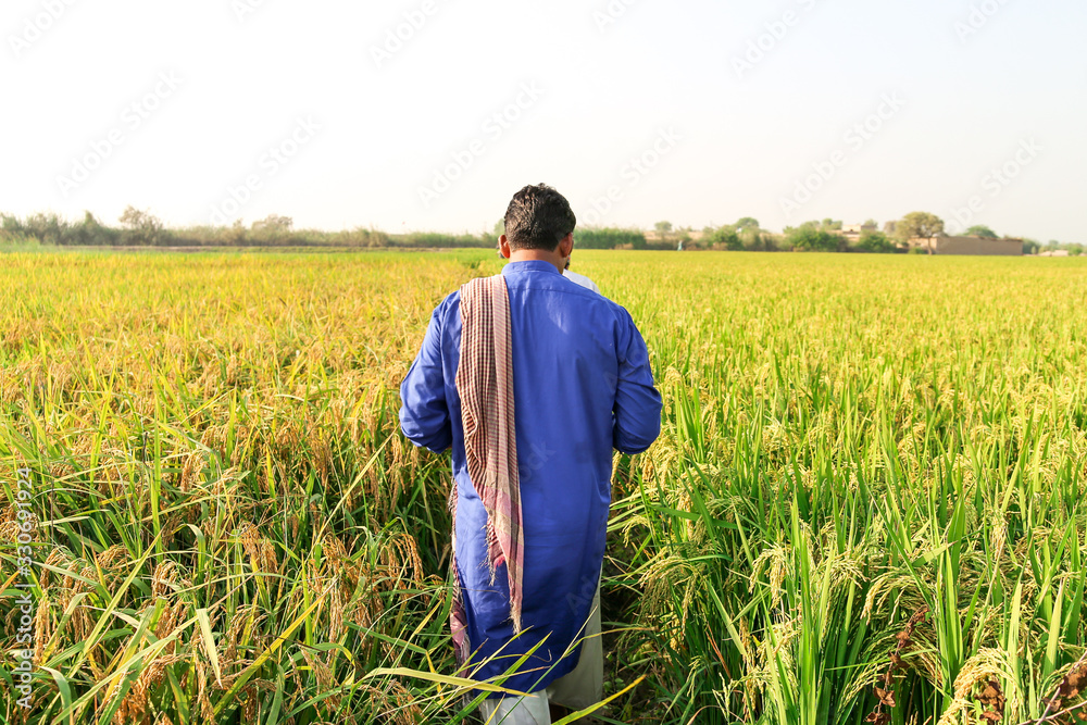 a farmer is examining green and growing rice fields 